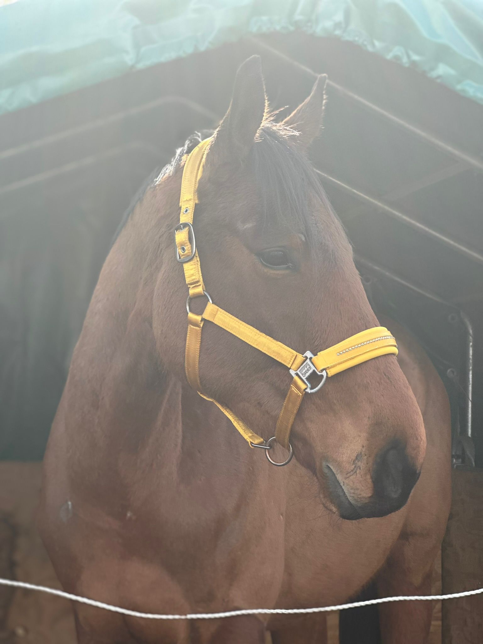 Pagnol Portrait