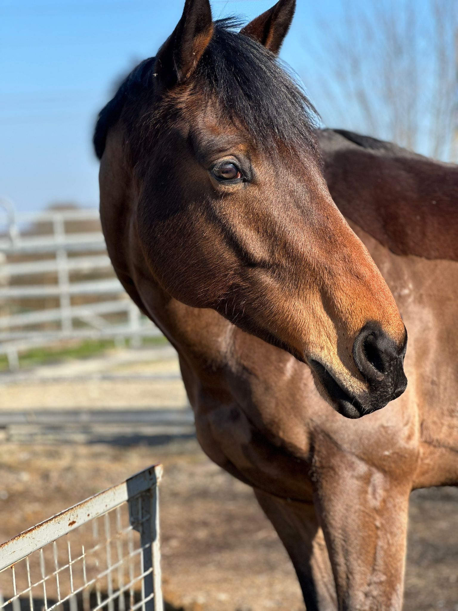 Pagnol Portrait