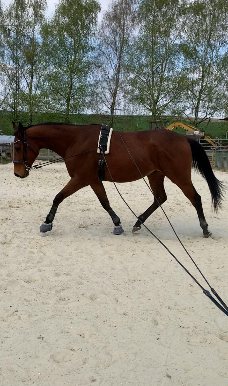 Bodenarbeit mit dem Pferd