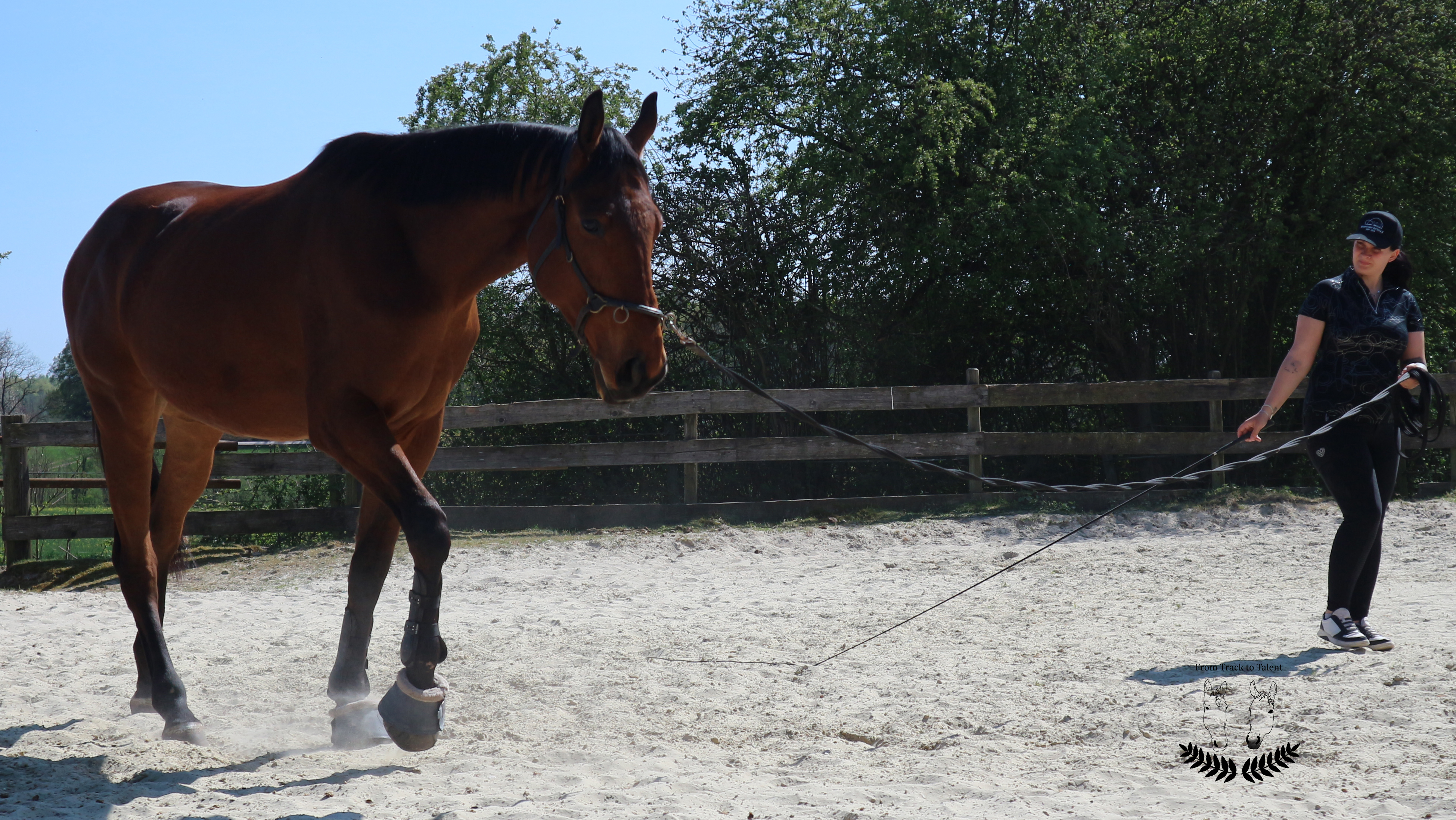 Trainingseinheit mit dem Pferd